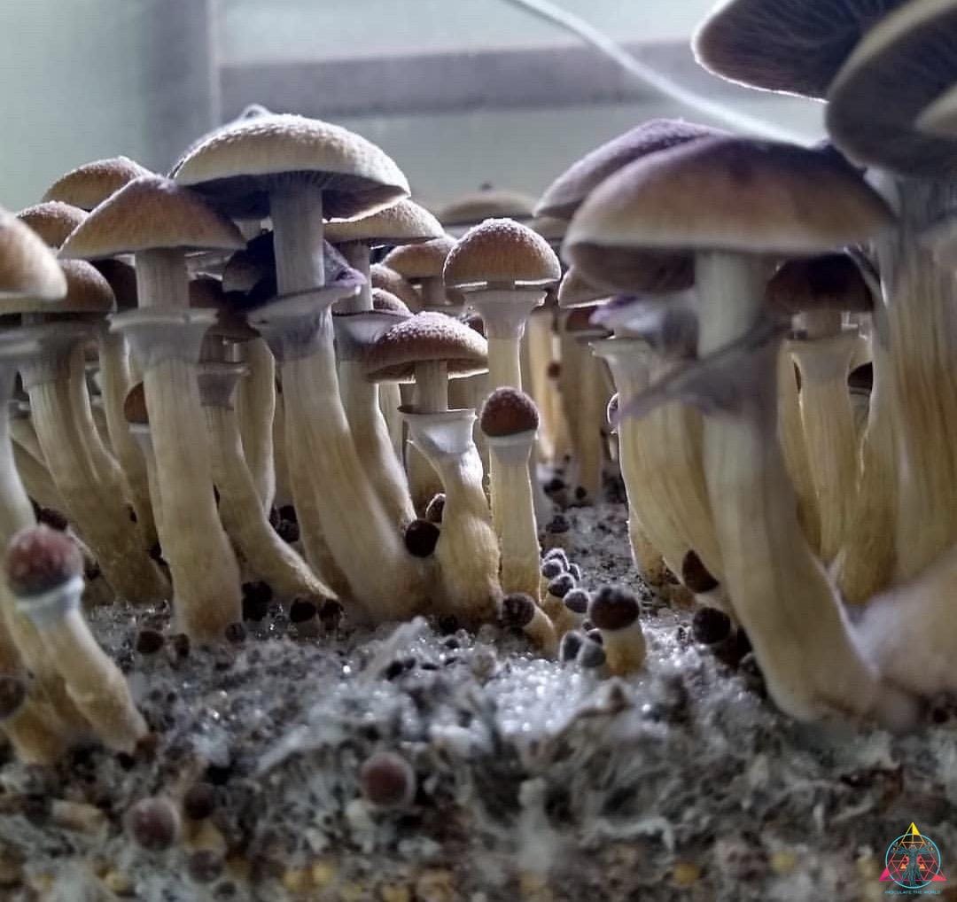 Stargazer Spore Print - Image 3