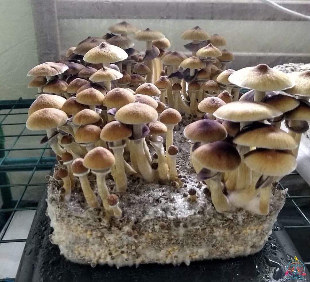 Stargazer cubensis mushrooms growing out of substrate