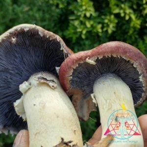 Stropharia rugosoannulata. "Cannabis Growers Best Friend" Liquid Culture Syringe