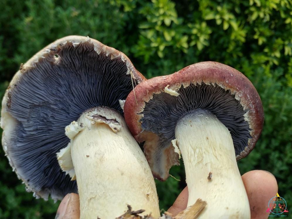 Stropharia rugosoannulata. "Cannabis Growers Best Friend" Liquid Culture Syringe