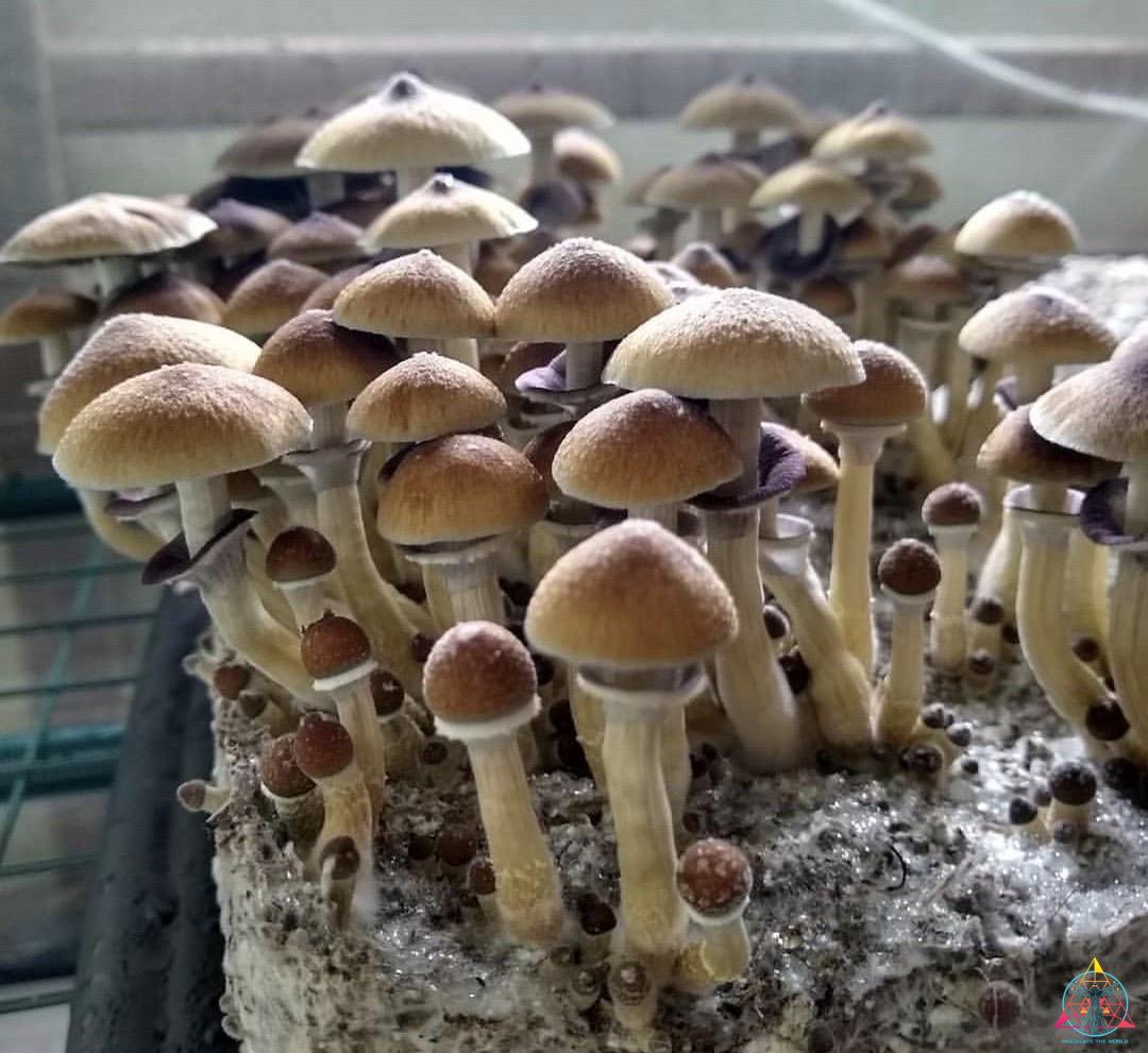 Stargazer Spore Print