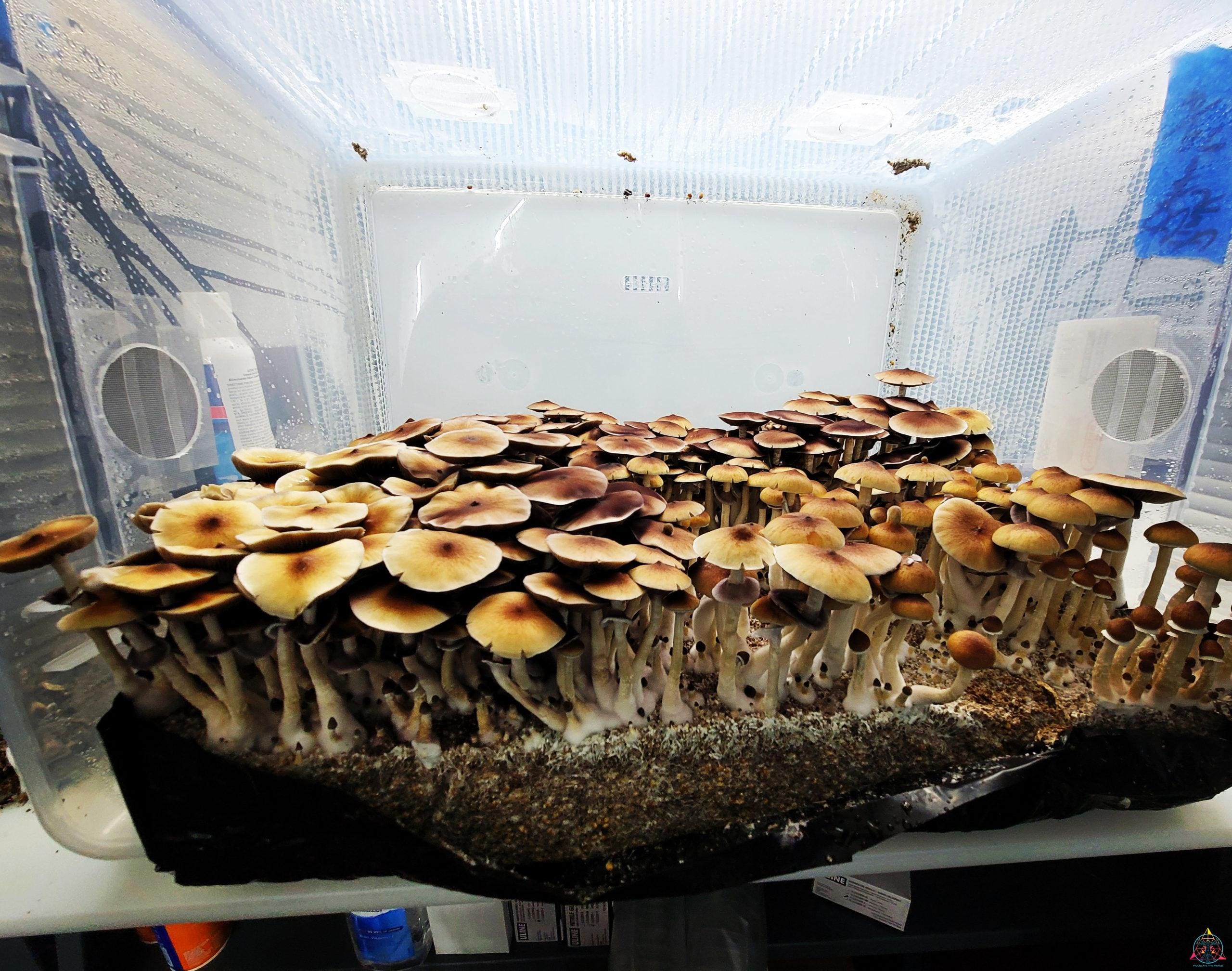 Pink Buffalo (Thai Cubensis) Spore Print - Image 6