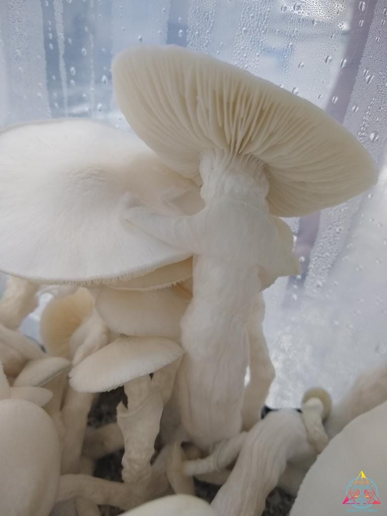 Avery's Albino Spore Swab - Image 2