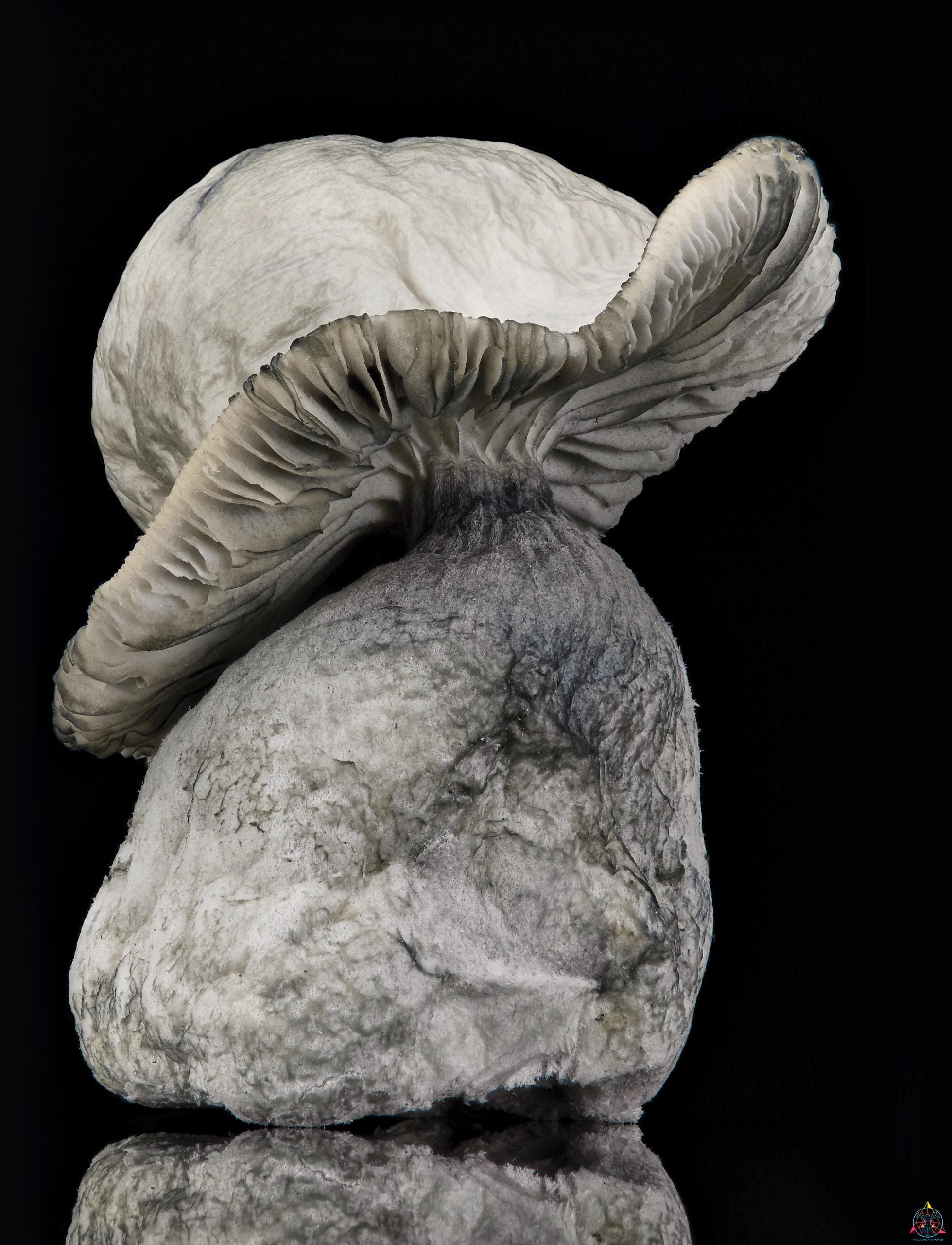 Albino Penis Envy (APE) mushroom dried close up