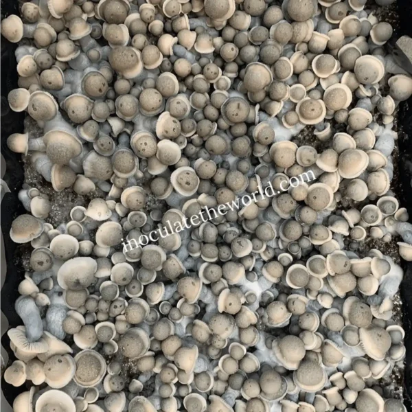 A large flush of Albino Penis Envy mushrooms