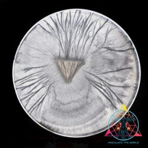 METALLIC PRINT (AVERY)