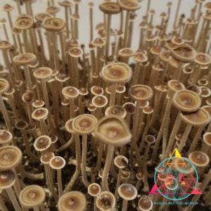 Psilocybe Tampanensis "Truffle Producer" Isolated Spore Syringe