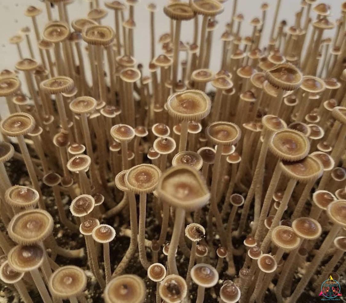 Psilocybe Tampanensis "Truffle Producer" Spore Print