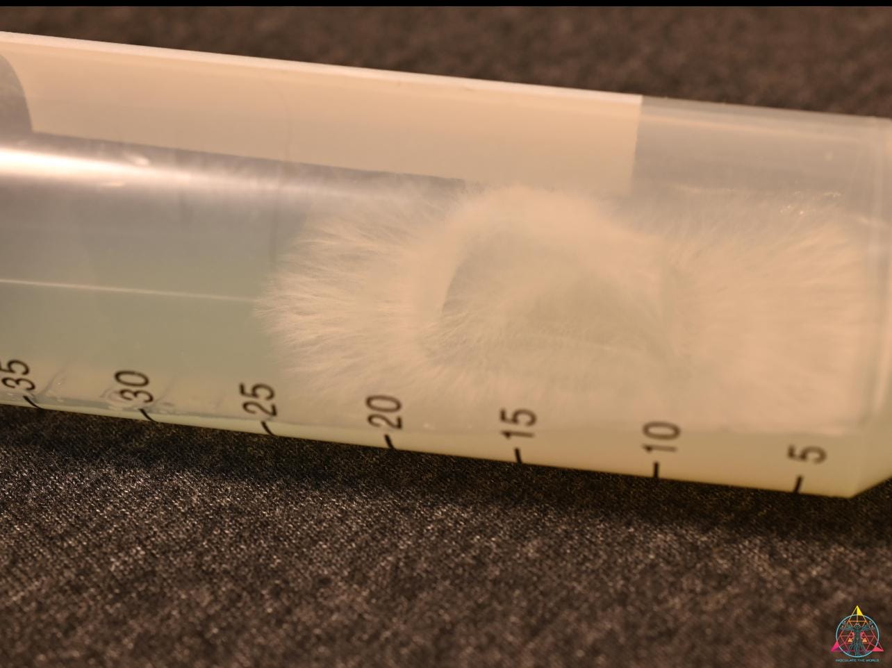 Stropharia rugosoannulata. "Cannabis Growers Best Friend" Liquid Culture Syringe - Image 2