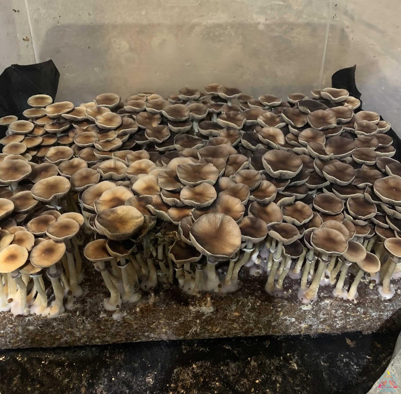 Pink Buffalo (Thai Cubensis) Spore Print - Image 2