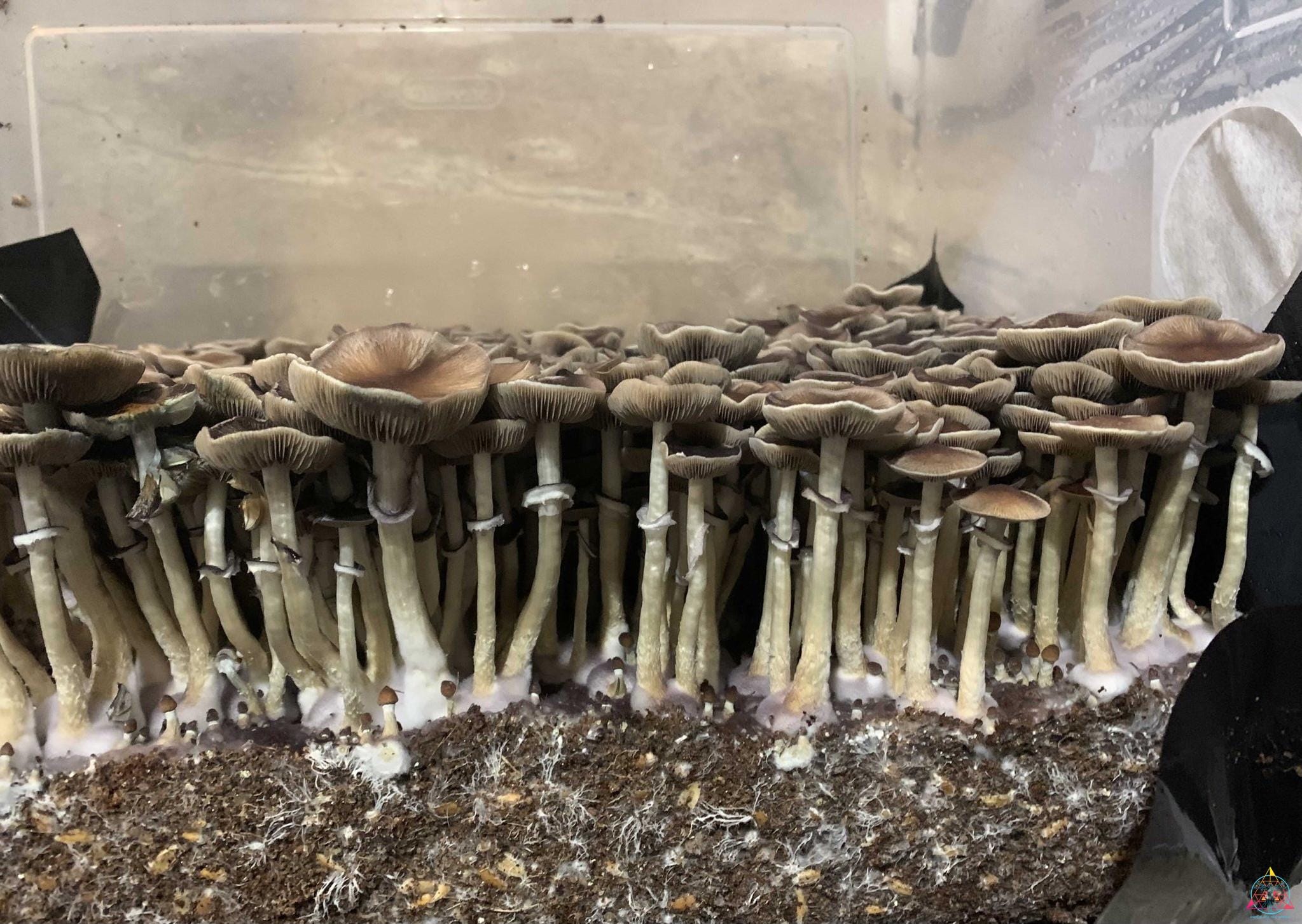 Pink Buffalo (Thai Cubensis) Spore Print - Image 3