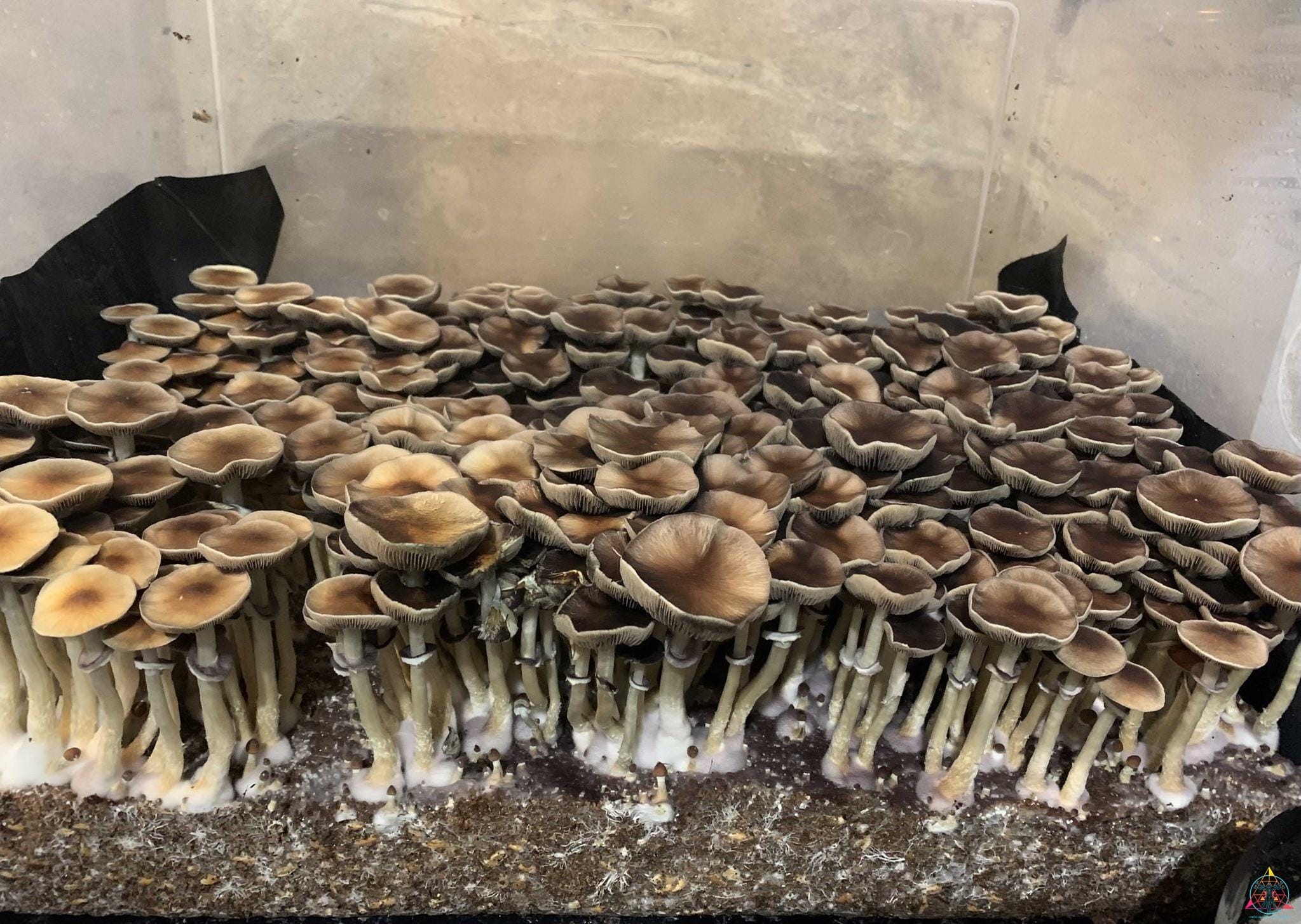 Pink Buffalo (Thai Cubensis) Spore Print