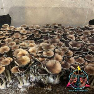 Pink Buffalo Cubensis Spore Syringe