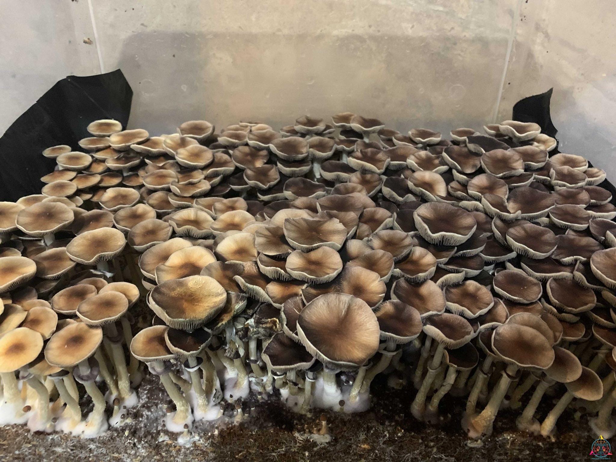 Pink Buffalo (Thai Cubensis) Spore Print - Image 7