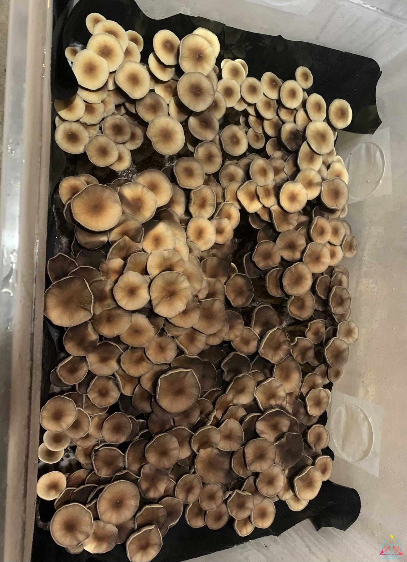 Pink Buffalo (Thai Cubensis) Spore Print - Image 4