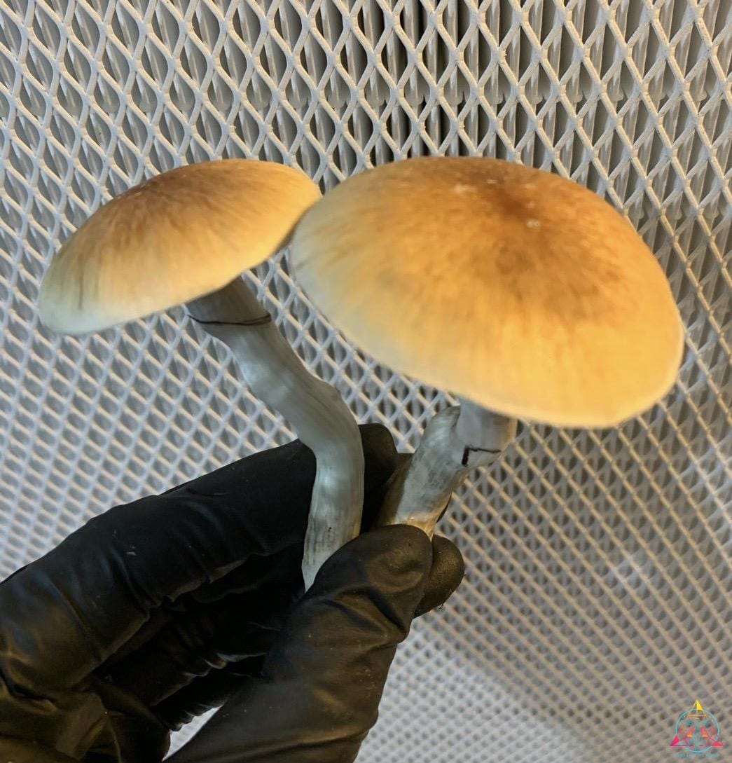 PES HAWAIIAN Spore Print - Image 2