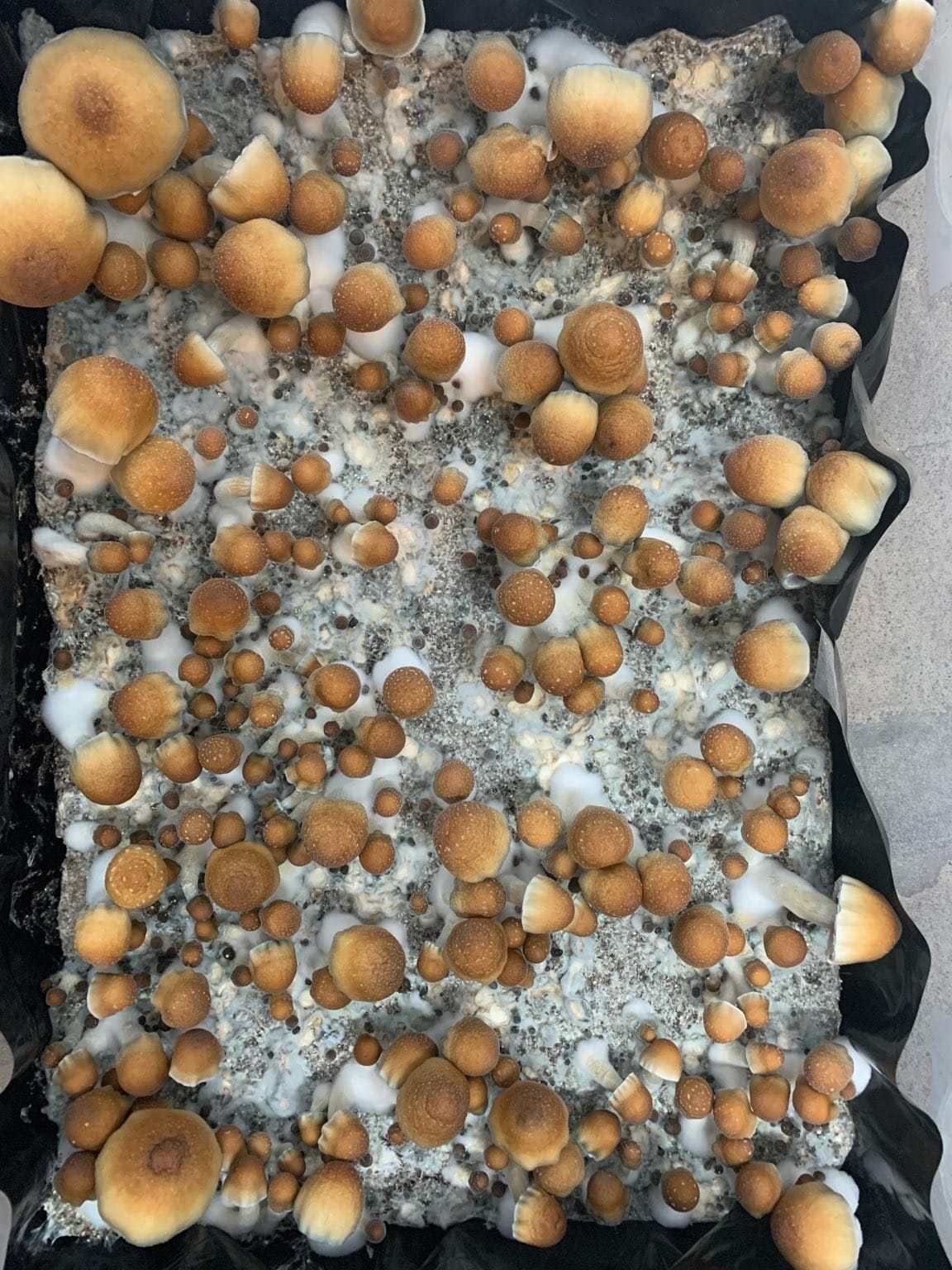 FCPE Spore Swab - Image 3