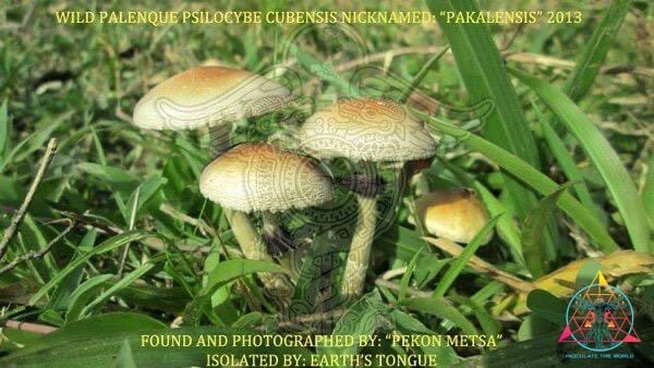 Pakalensis Cubensis Spore Print - Image 3