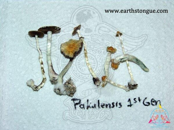 Pakalensis Cubensis Spore Print - Image 5