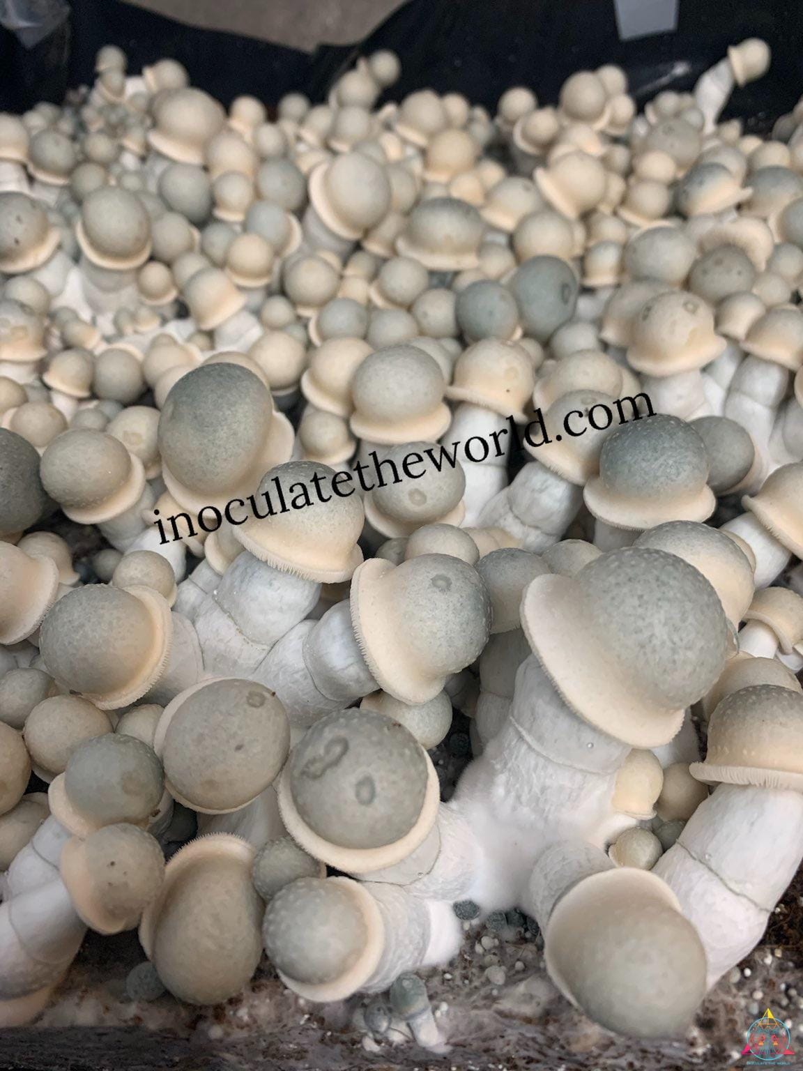 Albino Penis Envy (APE) Spore Swab - Image 3