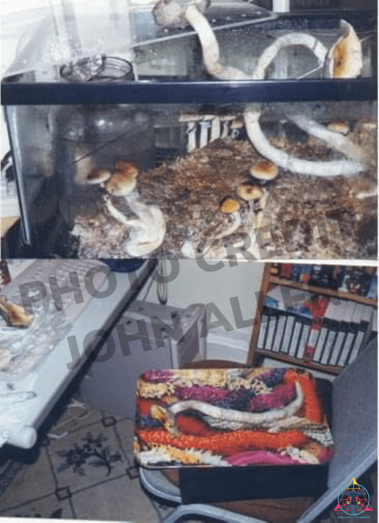 Orissa India Spore Syringe - Image 2