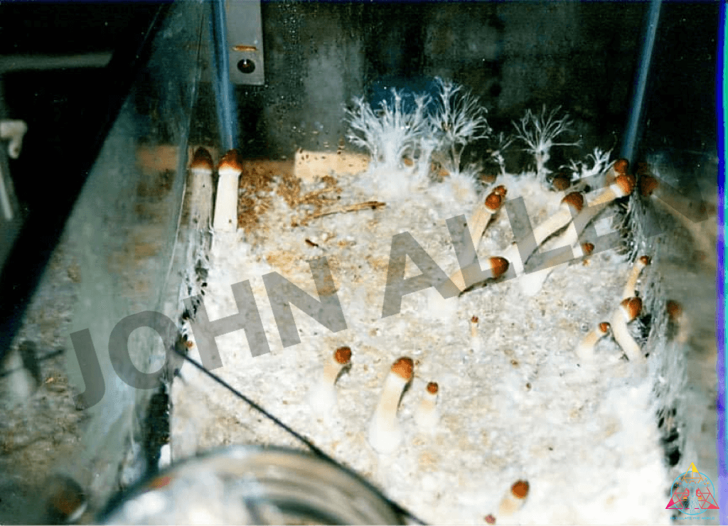 Orissa India Spore Print - Image 5