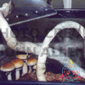 Orissa India Spore Print
