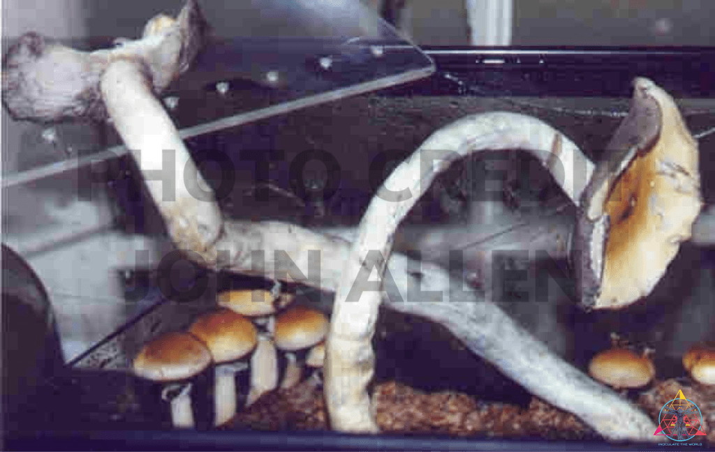 Orissa India Spore Syringe - Image 3