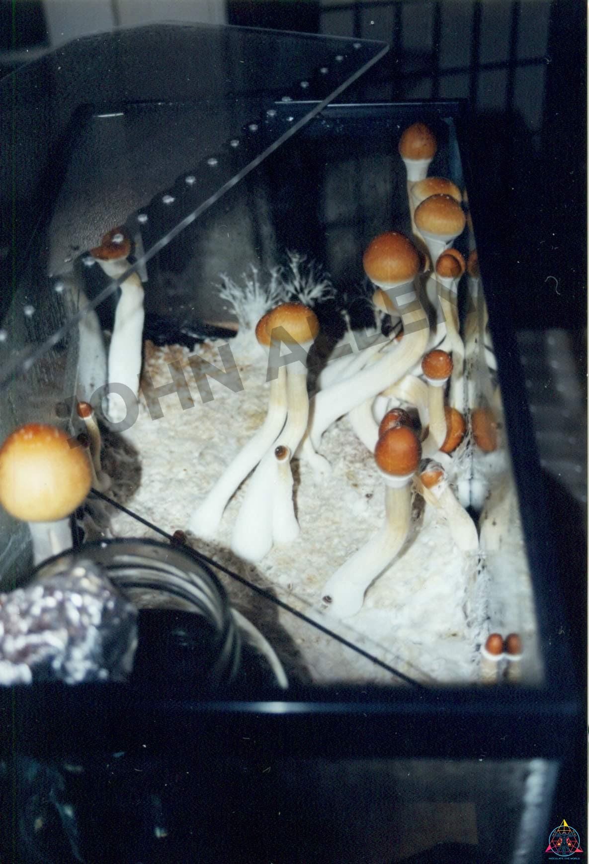 Orissa India Spore Print - Image 4