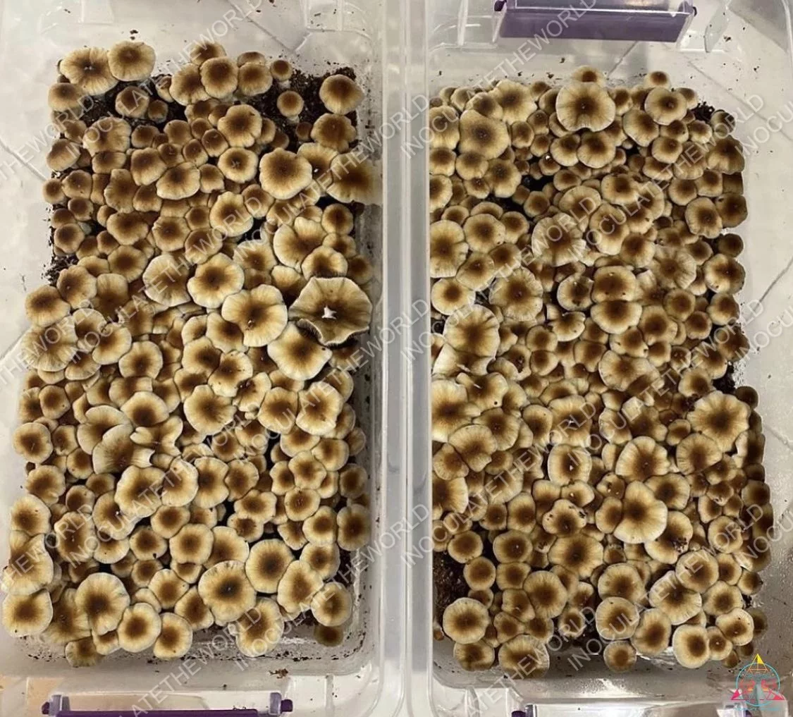 ITW (MEXI) Isolated Spore Syringe