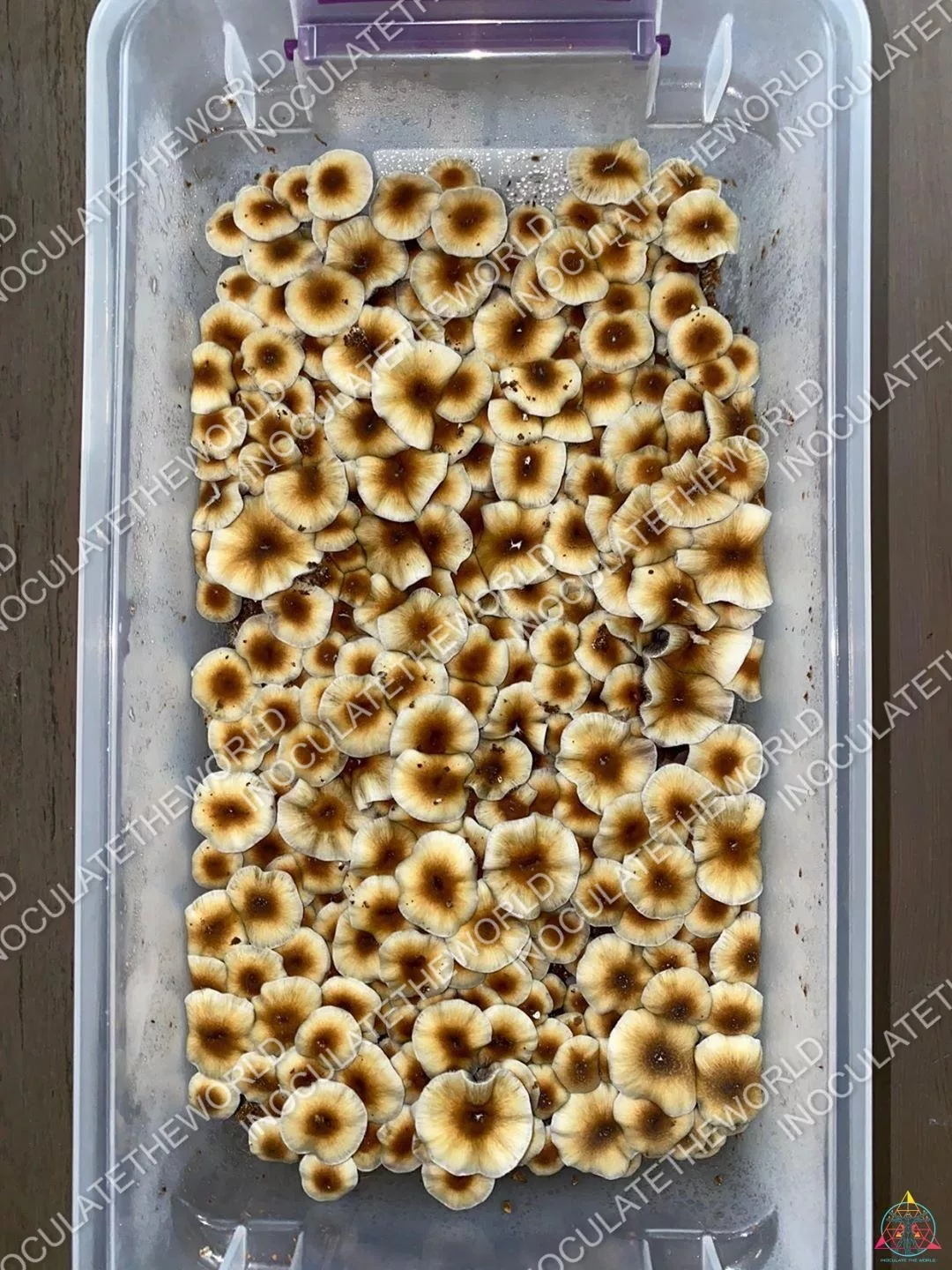 ITW (MEXI) Isolated Spore Syringe - Image 2