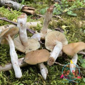 Psilocybe Ovoideocystidiata Spore Print