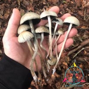 Wild Panaeolus Cyanescens (Debary, FL) Spore Print
