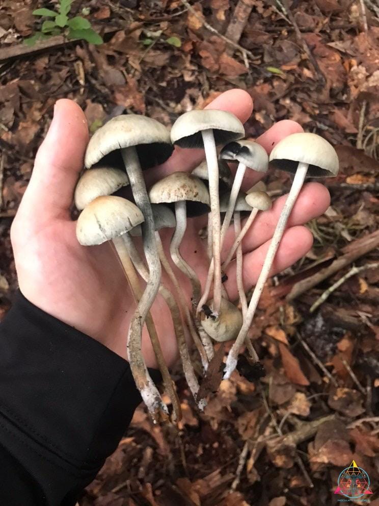 Wild Panaeolus Cyanescens (Debary, FL) Spore Print