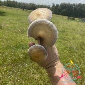 Wild Psilocybe Cubensis (Tosohatchee) Print