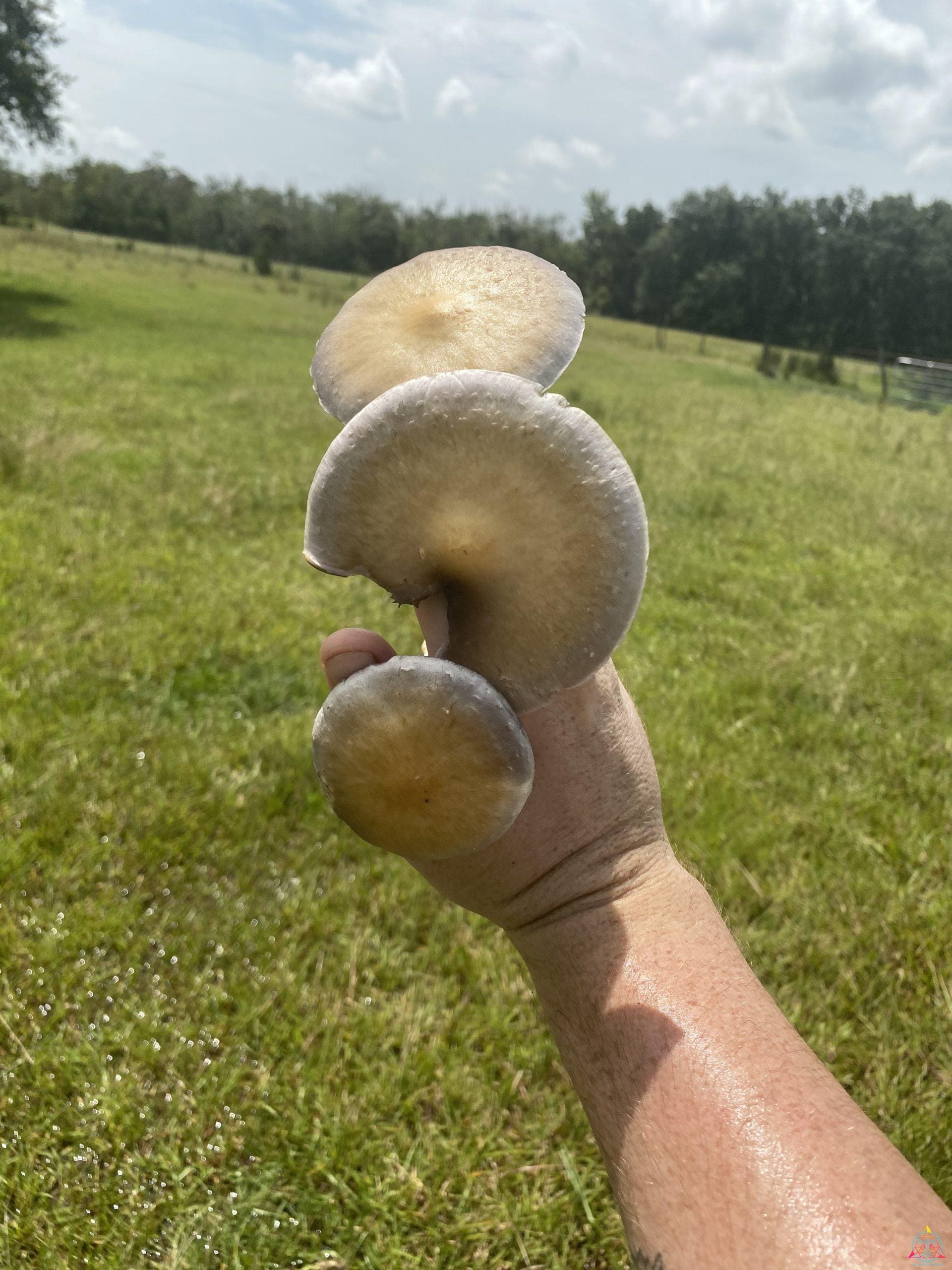 Wild Psilocybe Cubensis (Tosohatchee) Print