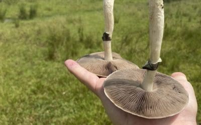 PSILOCYBE CUBENSIS ANALYSIS