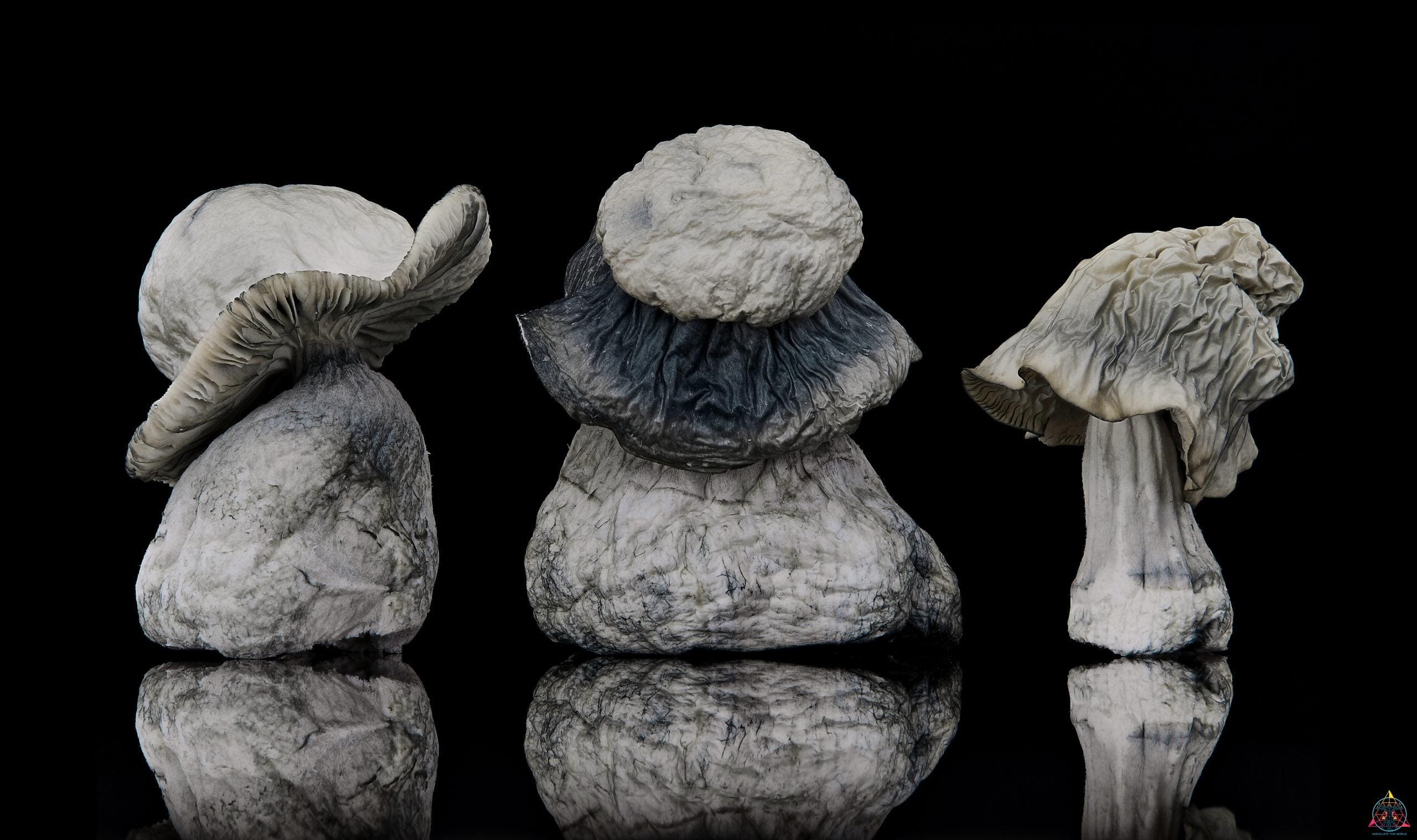 Albino Penis Envy (APE) Spore Swab - Image 4