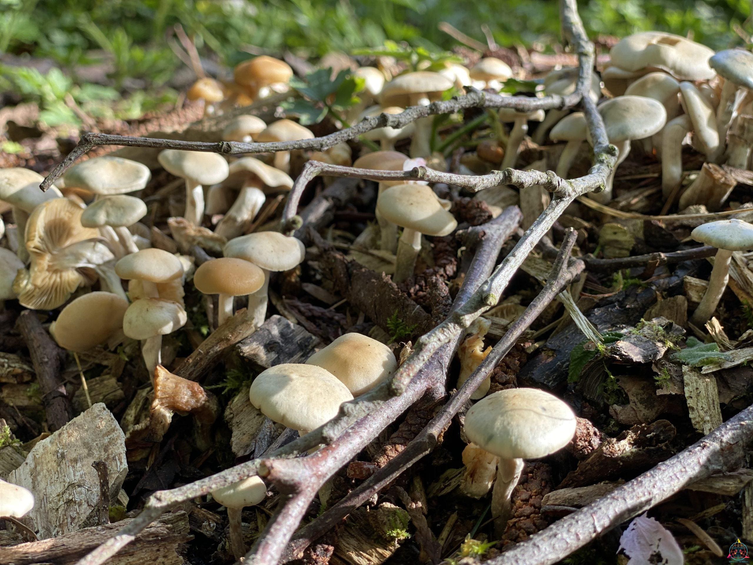 Psilocybe Ovoideocystidiata Spore Print - Image 2