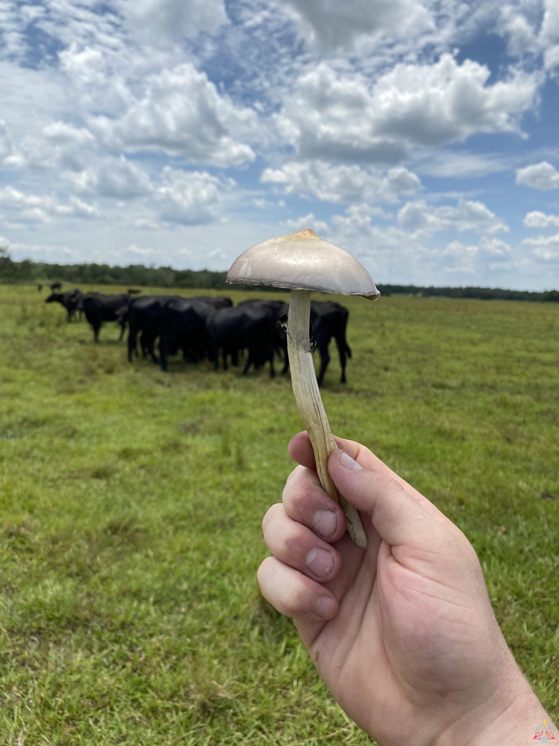 p cubensis 7