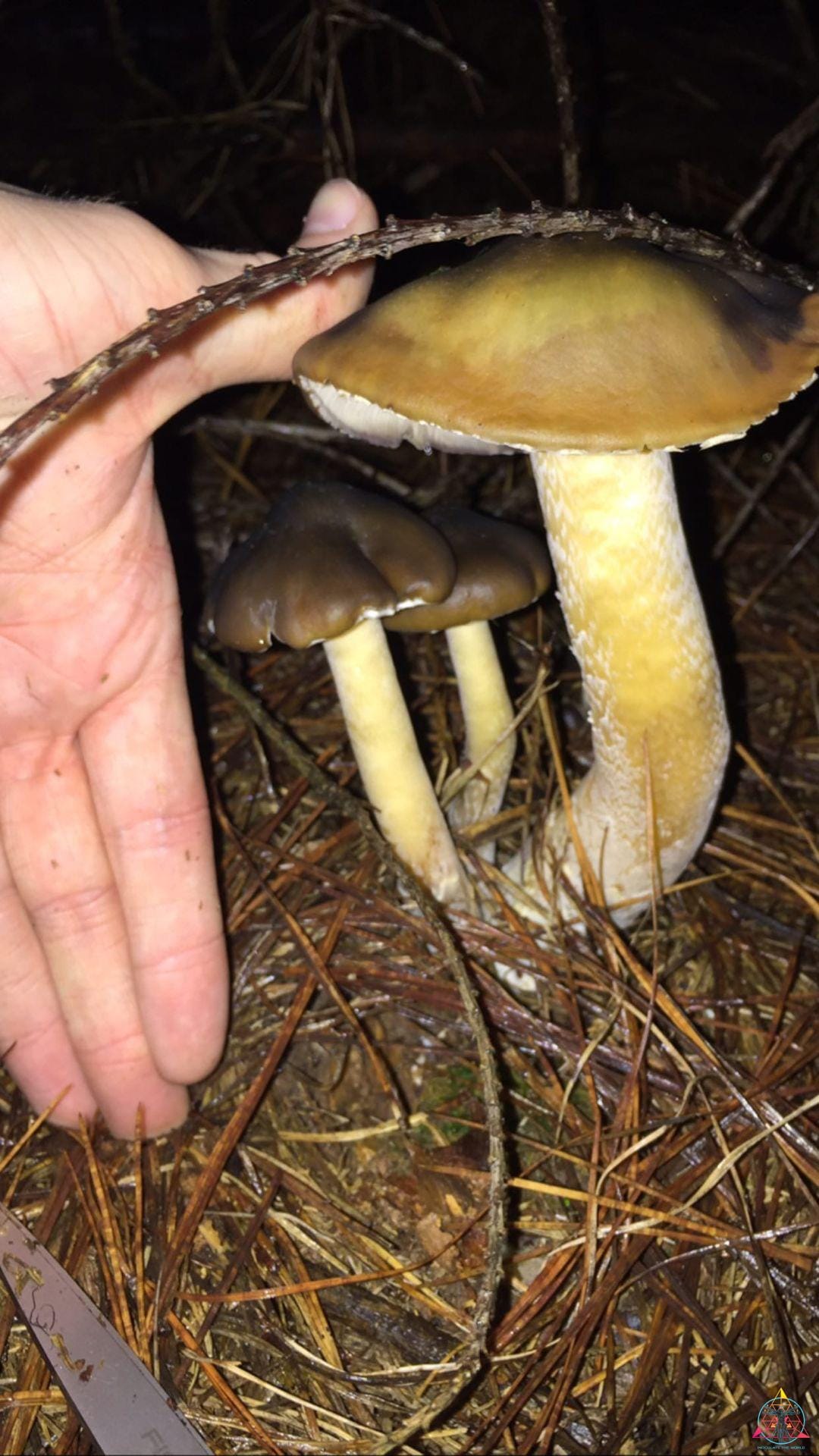 Psilocybe Caerulescens Spore Print - Image 2