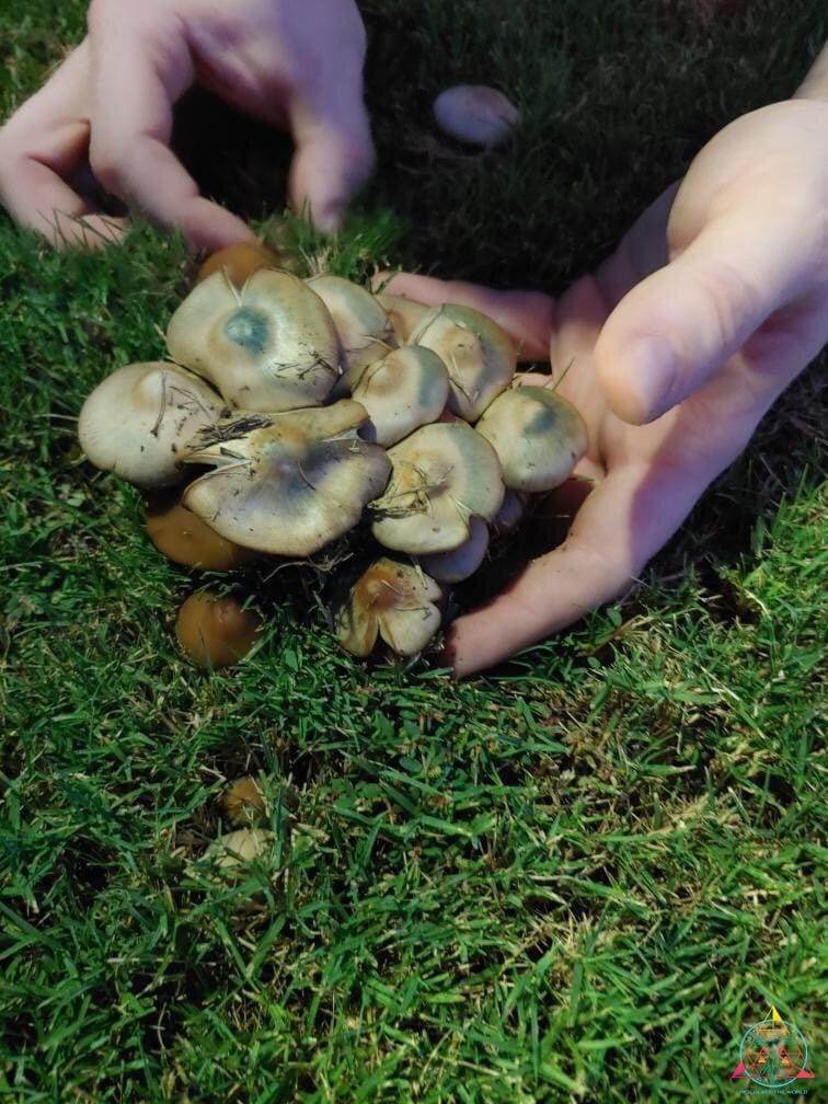 Psilocybe Caerulescens Spore Print
