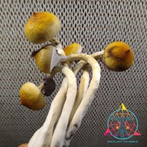 Texas Yellow Cap Spore Print