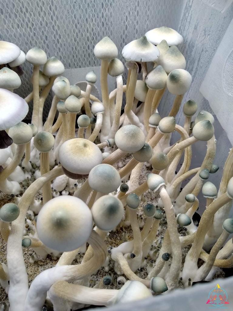 AA+ Leucistic Cubensis Spore Print - Image 2