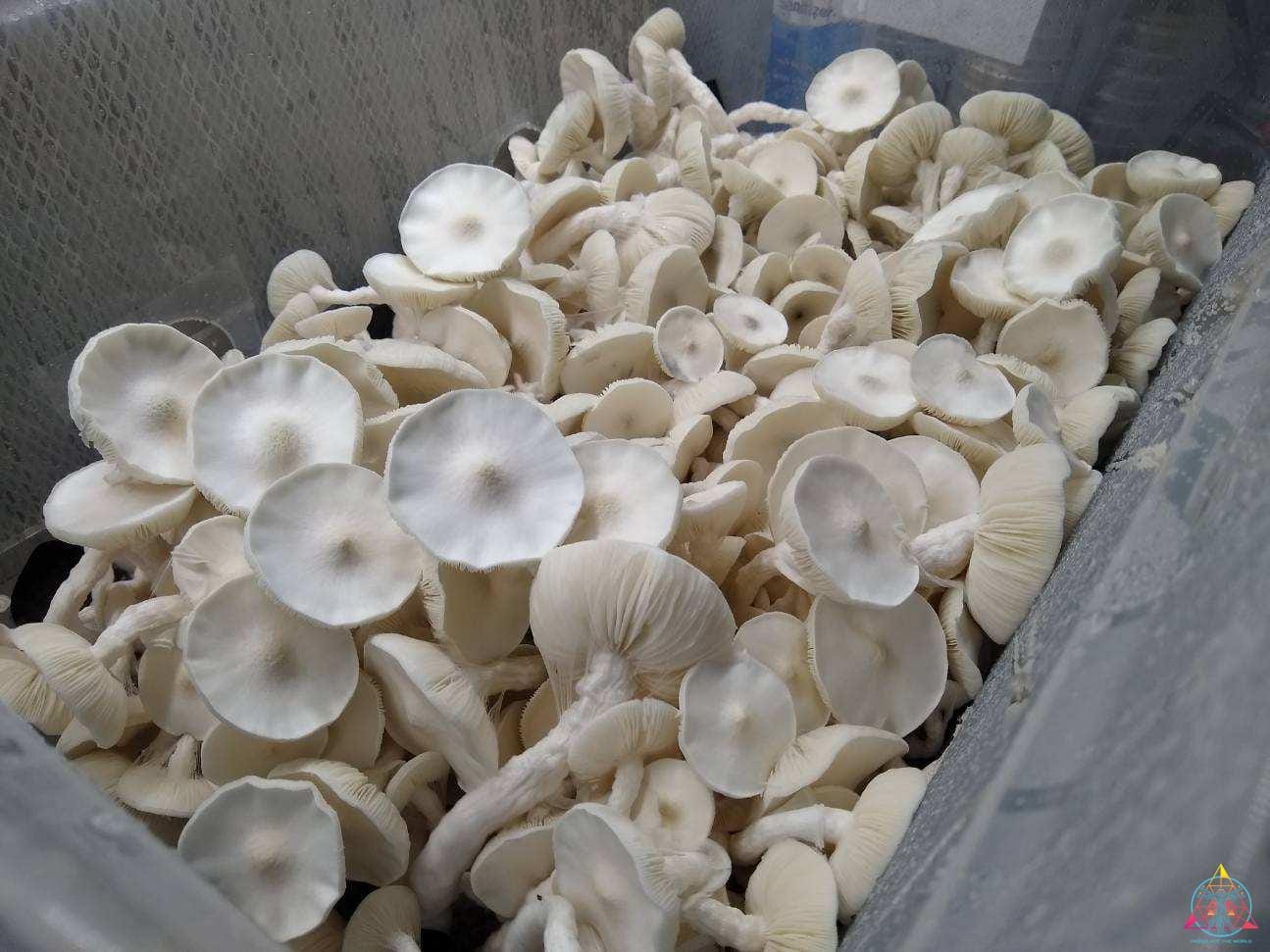 Avery's Albino Spore Swab