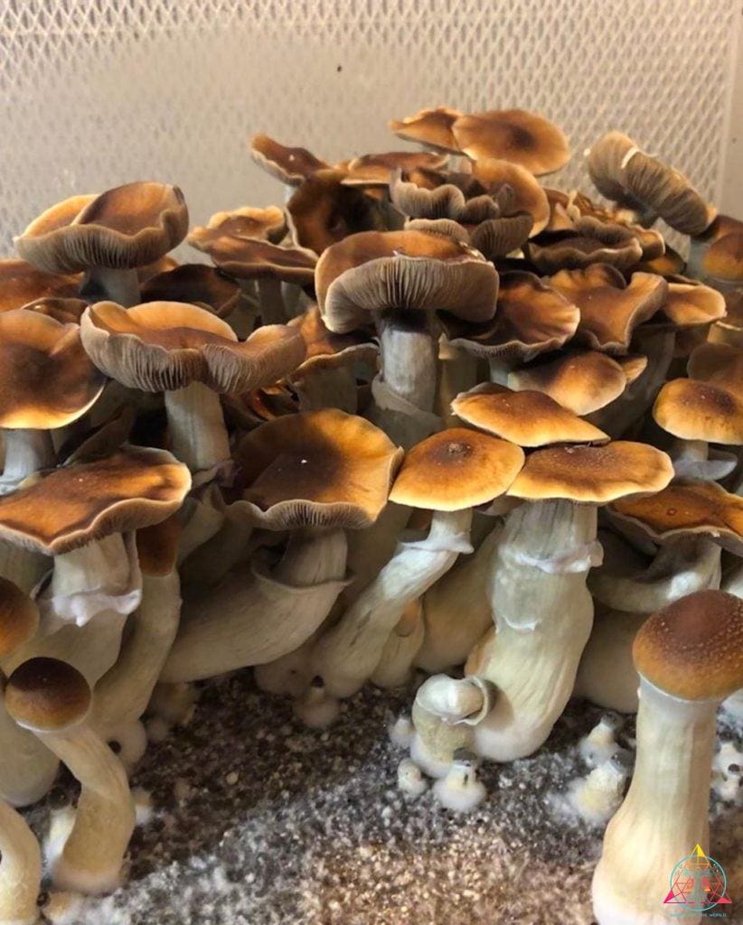 A beautiful flush of Blue Magnolia Cubensis Spore Syringe mushrooms