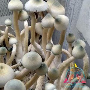 AA+ Leucistic Cubensis Spore Print