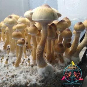 Golden Teacher Spore Print