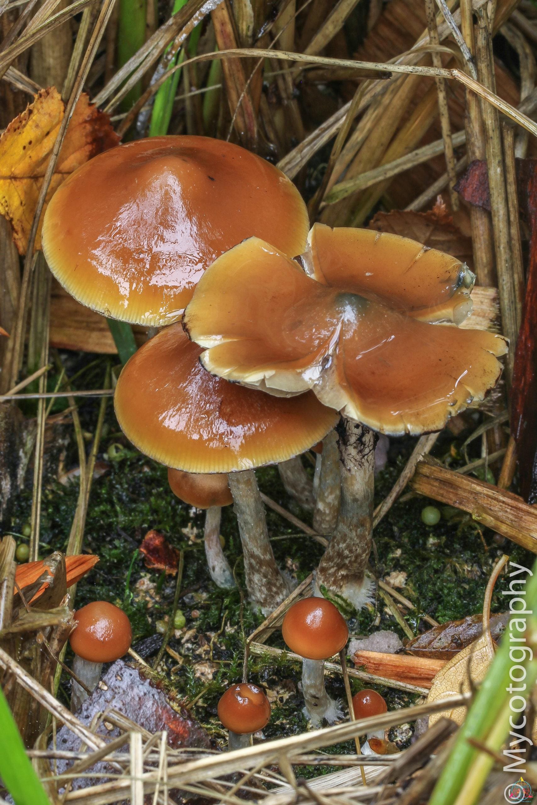 Psilocybe Azurescens Spore Print - Image 6