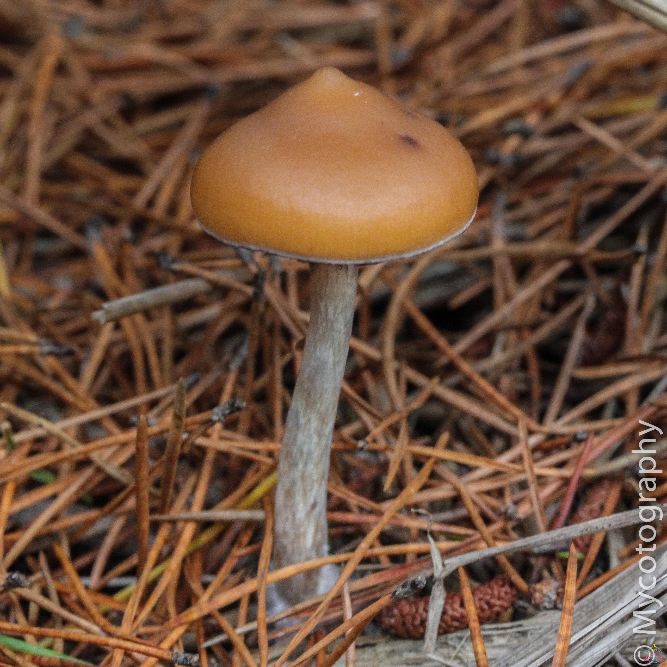 Psilocybe Azurescens Isolated Spore Syringe - Image 5